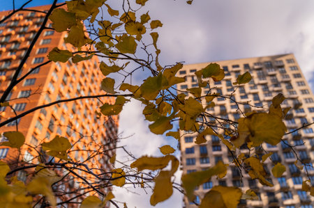 Apartment skyscraper through the branches of autumn trees in business district against blue sky. Looking up high-rise residential buildings. Day time, park, fall. Angled view. Defocus background.の写真素材
