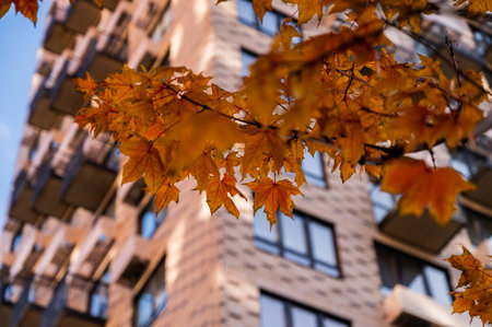 Apartment skyscraper through the branches of autumn trees in business district against blue sky. Looking up high-rise residential buildings. Day time, park, fall. Angled view. Defocus background.の写真素材