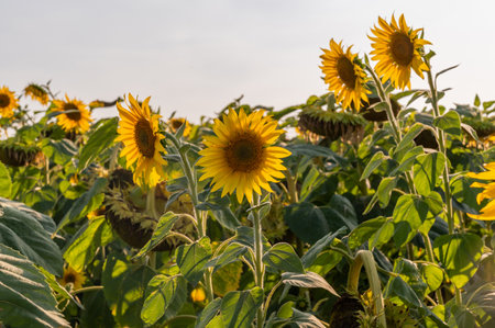 Field sunflower. Meadow yellow flowers. Nature summer countryside landscape. Plant agriculture. Sunflower oil industry.の写真素材
