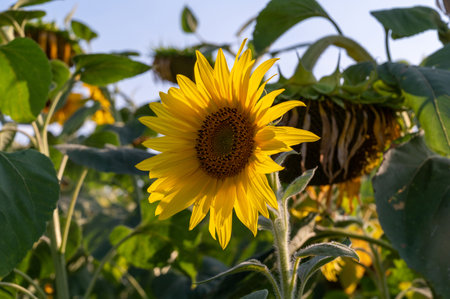 Field sunflower. Meadow yellow flowers. Nature summer countryside landscape. Plant agriculture. Sunflower oil industry.の写真素材