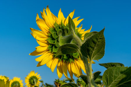 Field sunflower. Meadow yellow flowers. Nature summer countryside landscape. Plant agriculture. Sunflower oil industry.の写真素材