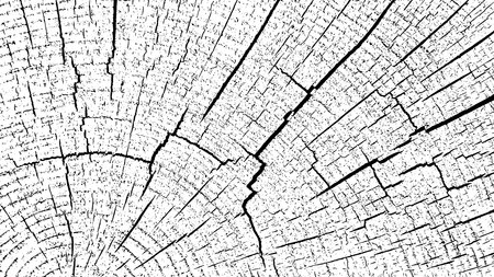 Tree texture on white background. Distressed wood overlay textured. Old wooden design element. Cross section tree rings cut slice. Vector illustration. EPS 10.のイラスト素材