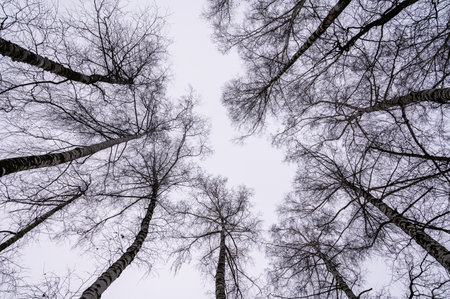 Tree branch. View from below on tree branches in winter. Trees silhouette in sky. Nature forest background.の写真素材