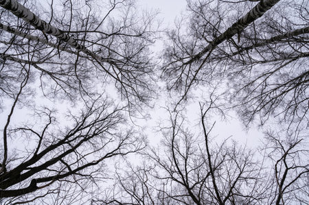 Tree branch. View from below on tree branches in winter. Trees silhouette in sky. Nature forest background.の写真素材