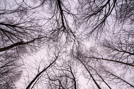 Tree branch. View from below on tree branches in winter. Trees silhouette in sky. Nature forest background.の写真素材