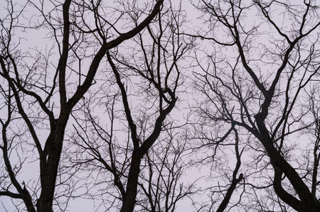 Tree branch. View from below on tree branches in winter. Trees silhouette in sky. Nature forest background.の写真素材