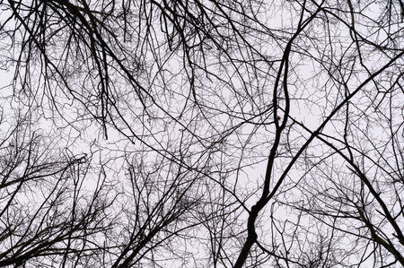 Tree branch. View from below on tree branches in winter. Trees silhouette in sky. Nature forest background.の写真素材
