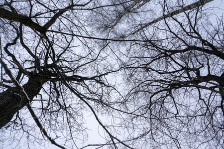 Tree branch. View from below on tree branches in winter. Trees silhouette in sky. Nature forest background.の写真素材