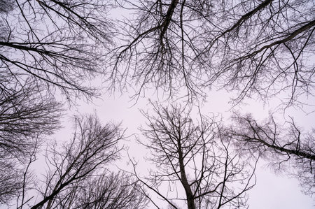 Tree branch. View from below on tree branches in winter. Trees silhouette in sky. Nature forest background.の写真素材