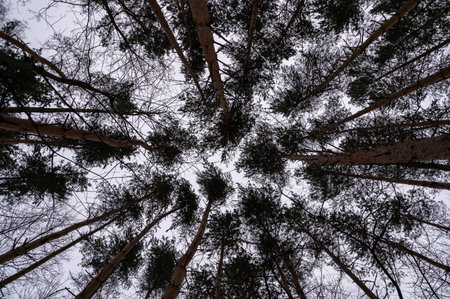 Tree branch. View from below on tree branches in winter. Trees silhouette in sky. Nature forest background.の写真素材