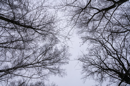 Tree branch. View from below on tree branches in winter. Trees silhouette in sky. Nature forest background.の写真素材