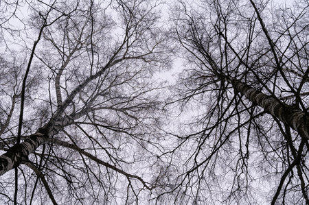 Tree branch. View from below on tree branches in winter. Trees silhouette in sky. Nature forest background.の写真素材