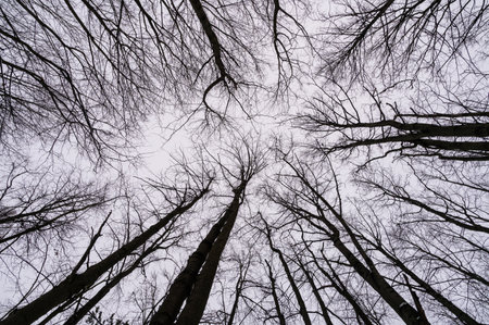 Tree branch. View from below on tree branches in winter. Trees silhouette in sky. Nature forest background.の写真素材