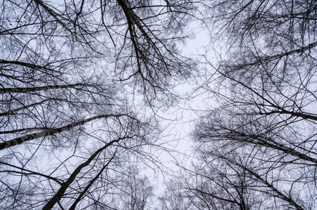 Tree branch. View from below on tree branches in winter. Trees silhouette in sky. Nature forest background.の写真素材