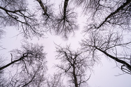 Tree branch. View from below on tree branches in winter. Trees silhouette in sky. Nature forest background.の写真素材