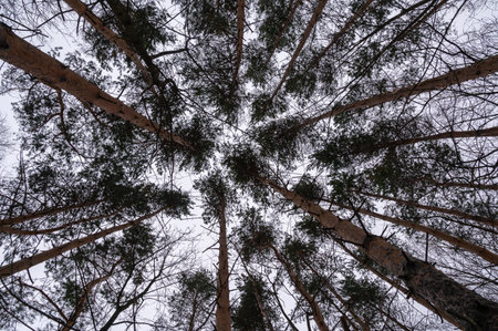 Tree branch. View from below on tree branches in winter. Trees silhouette in sky. Nature forest background.の写真素材