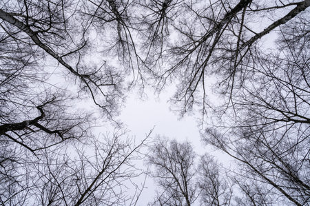 Tree branch. View from below on tree branches in winter. Trees silhouette in sky. Nature forest background.の写真素材