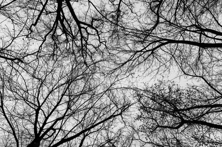 Tree black branch isolated on white. Black and white trees silhouettes on sky background. Bare branches trees in winter. Forest pattern texture. Halloween concept.の写真素材