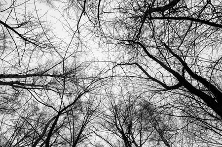 Black and white trees silhouettes on sky background. Trees crown isolated on white. View from below on tree branches in winter. Forest pattern texture. Halloween concept.の写真素材