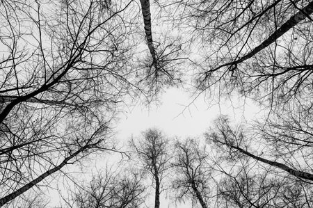 Tree black branch isolated on white. Black and white trees silhouettes on sky background. Bare branches trees in winter. Forest pattern texture. Halloween concept.の写真素材