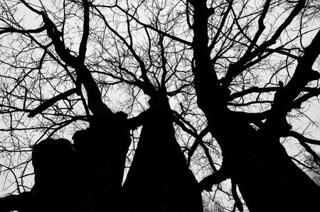 Tree black branch isolated on white. Black and white trees silhouettes on sky background. Bare...