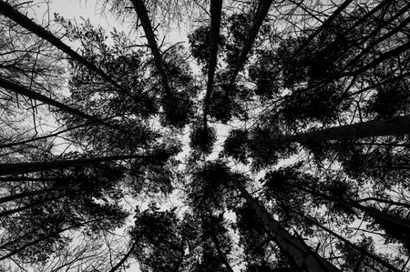 Tree black branch isolated on white. Black and white trees silhouettes on sky background. Bare branches trees in winter. Forest pattern texture. Halloween concept.の写真素材