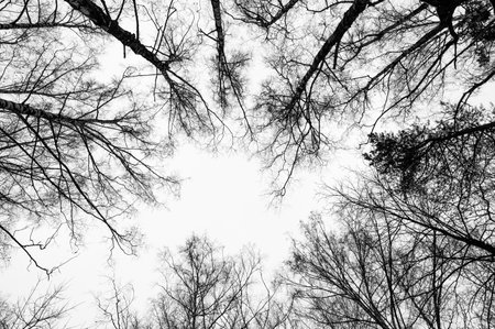 Tree black branch isolated on white. Black and white trees silhouettes on sky background. Bare branches trees in winter. Forest pattern texture. Halloween concept.の写真素材
