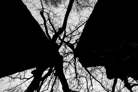 Tree black branch isolated on white. Black and white trees silhouettes on sky background. Bare branches trees in winter. Forest pattern texture. Halloween concept.の写真素材