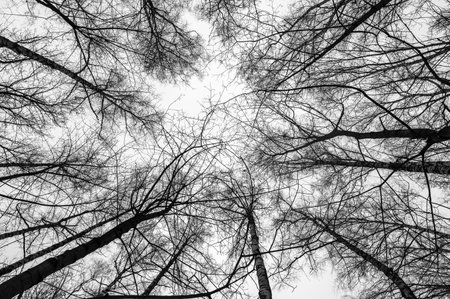 Tree black branch isolated on white. Black and white trees silhouettes on sky background. Bare branches trees in winter. Forest pattern texture. Halloween concept.の写真素材