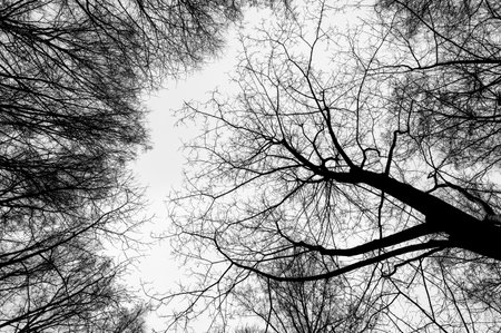 Tree black branch isolated on white. Black and white trees silhouettes on sky background. Bare branches trees in winter. Forest pattern texture. Halloween concept.の写真素材