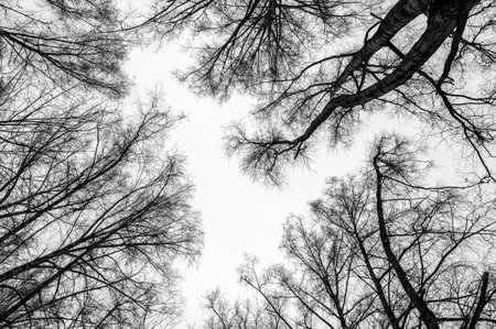 Tree black branch isolated on white. Black and white trees silhouettes on sky background. Bare branches trees in winter. Forest pattern texture. Halloween concept.の写真素材