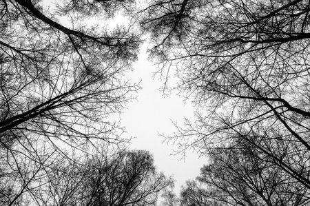 Tree black branch isolated on white. Black and white trees silhouettes on sky background. Bare branches trees in winter. Forest pattern texture. Halloween concept.の写真素材