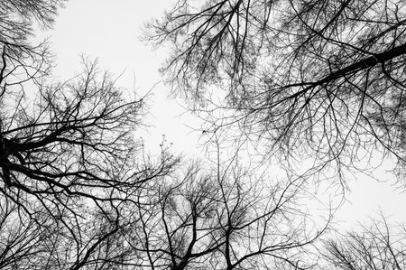 Tree black branch isolated on white. Black and white trees silhouettes on sky background. Bare branches trees in winter. Forest pattern texture. Halloween concept.の写真素材