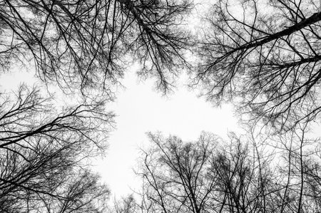 Tree black branch isolated on white. Black and white trees silhouettes on sky background. Bare branches trees in winter. Forest pattern texture. Halloween concept.の写真素材