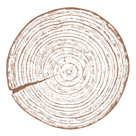 Wood texture cross section of tree rings. Cut slice of wooden stump isolated on white. Textured surface with rings and cracks. Brown background made of hardwood from the forest.のイラスト素材