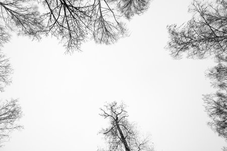 Tree black branch isolated on white. Black and white trees silhouettes on sky background. Bare branches trees in winter. Forest pattern texture.の写真素材