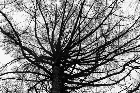 Tree black branch isolated on white. Black and white trees silhouettes on sky background. Bare branches trees in winter. Forest pattern texture.の写真素材