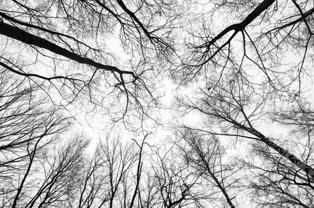 Tree black branch isolated on white. Black and white trees silhouettes on sky background. Bare branches trees in winter. Forest pattern texture.の写真素材