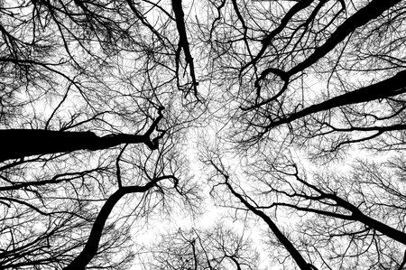 Tree branches isolated on white background. Dead tree without leaves. Black trees silhouettes on sky background. Bare branches trees in winter. Branch pattern textureの写真素材