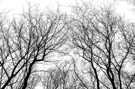 Tree branches isolated on white background. Dead tree without leaves. Black trees silhouettes on sky background. Bare branches trees in winter. Branch pattern textureの写真素材