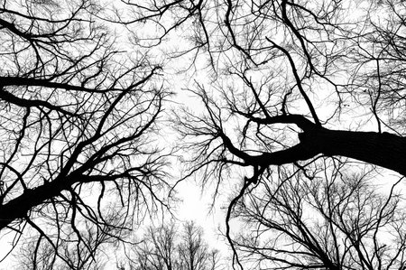 Tree branches isolated on white background. Dead tree without leaves. Black trees silhouettes on sky background. Bare branches trees in winter. Branch pattern textureの写真素材