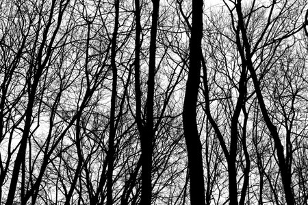Tree branches isolated on white background. Dead tree without leaves. Black trees silhouettes on sky...