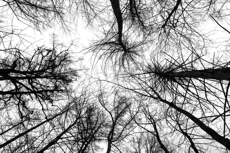 Tree branches isolated on white background. Dead tree without leaves. Black trees silhouettes on sky background. Bare branches trees in winter. Branch pattern texture.の写真素材