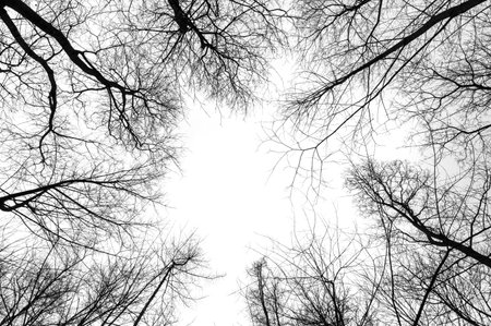 Tree branches isolated on white background. Dead tree without leaves. Black trees silhouettes on sky background. Bare branches trees in winter. Branch pattern texture.の写真素材