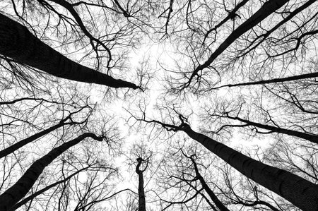 Tree branches isolated on white background. Dead tree without leaves. Black trees silhouettes on sky...