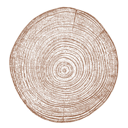 Wood texture cross section of tree rings. Cut slice of wooden stump isolated on white. Textured surface with rings and cracks. Brown background made of hardwood from the forest. Vector illustration. EPS 10.のイラスト素材