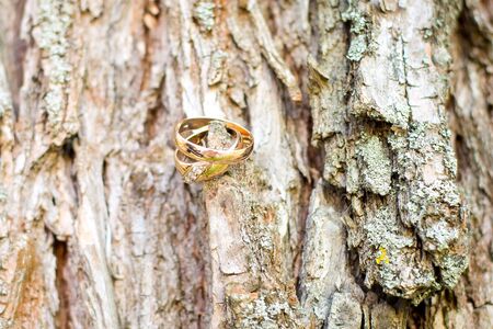 Wedding rings hanging on a tree branch in the forest,の写真素材