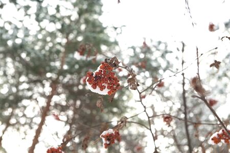 Bunches of red rowan frozen in the winter forestの写真素材