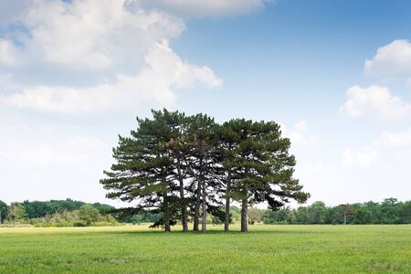 beautiful green forest, a group of pine trees growing in a field, trees against the blue sky with...