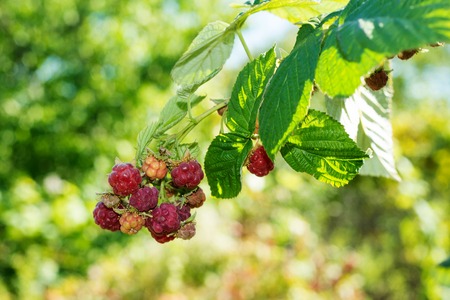 Horticulture and cultivation of raspberries, a remedy for colds and flu, increases immunity and resistance to disease, a lot of red raspberries on a bushの写真素材